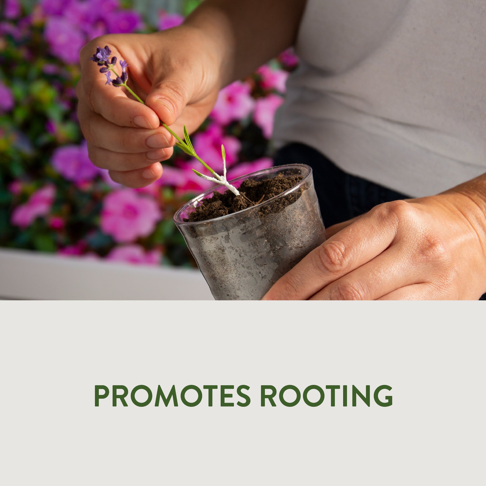 Garden Safe TakeRoot Rooting Hormone Powder 2oz